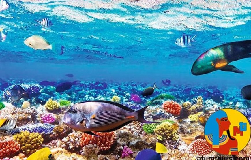 Ras Mohammed Nature Reserve by Bus - Image 2